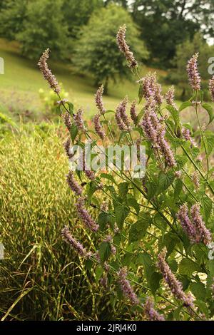 Agastache scrophulariifolia (hyssop géant violet) en fleur Banque D'Images