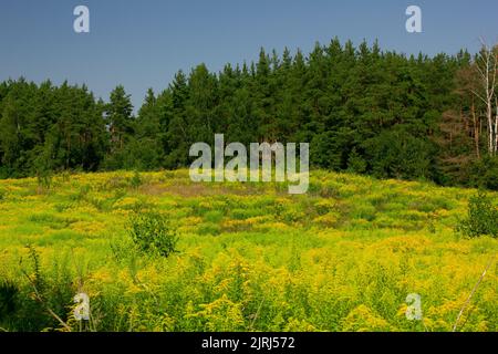 Grand champ de plantes de la verge d'or du Canada avec arbres verts sous ciel bleu par une journée ensoleillée Banque D'Images