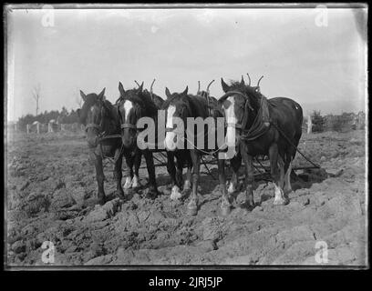 Clydesdale Team, 1909 ans, par Fred Brockett. Banque D'Images