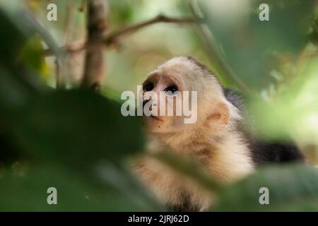 Singe Capuchin panaméen à face blanche (imitateur Cebus) regardant la caméra sur la rive de la rivière Tortuguero, Costa Rica Banque D'Images