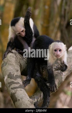 Singes capucins panaméens à face blanche (imitateur Cebus) regardant la caméra sur la rive de la rivière Tortuguero, au Costa Rica Banque D'Images