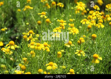 Fleurs d'helenium amarum Banque D'Images