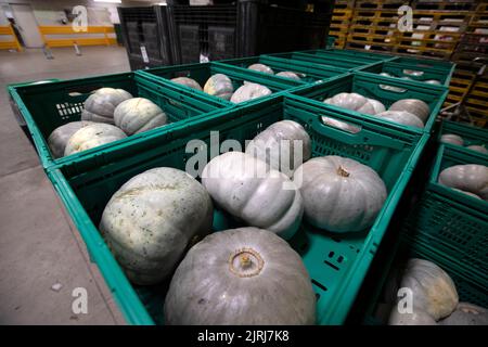 Légumes frais dans un grossiste à Nelson, Nouvelle-Zélande Banque D'Images