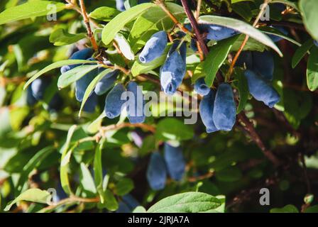 Chèvrefeuille bleue - baies de la cabaque poussant dans le jardin, Lonicera caerulea au soleil Banque D'Images