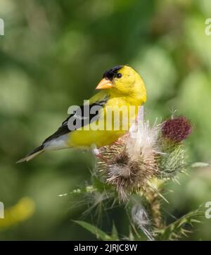 Un mâle Goldfinch obtient des semences d'un chardon-taureau en août en Ontario Banque D'Images