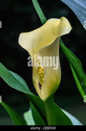 Gros plan d'un magnifique nénuphar jaune dans le jardin d'été de St. Croix Falls, Wisconsin, États-Unis. Banque D'Images