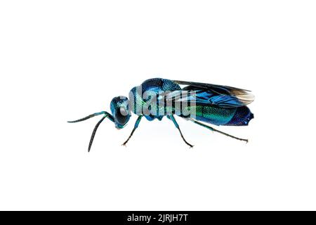 Coucou Wasp (Chrysis angolensis) isolé sur fond blanc. Banque D'Images