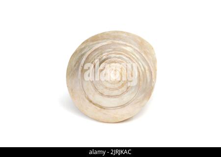 Image de coquillages de trocas perlés sur fond blanc. Animaux sous-marins. Coquillages. Banque D'Images