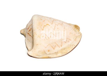 Image d'andaman seashell (cymbiola nobilis) sur fond blanc. Animaux sous-marins. Coquillages. Banque D'Images