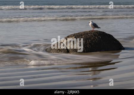 Mouette debout sur la roche avec des vagues écrasant autour d'elle, Moeraki Boulders, South Island. Banque D'Images