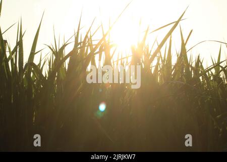 Lever de soleil derrière l'herbe sur le champ d'herbe en début de matinée avec le ciel doré Banque D'Images