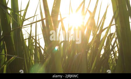 Lever de soleil derrière l'herbe sur le champ d'herbe en début de matinée avec le ciel doré Banque D'Images