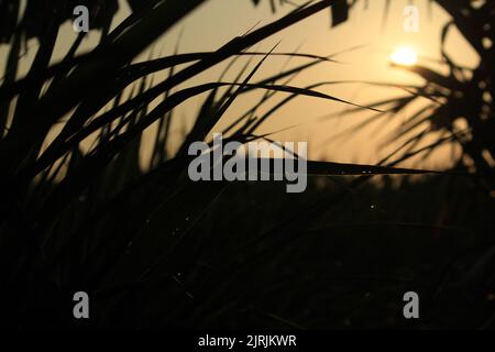 Lever de soleil derrière l'herbe sur le champ d'herbe en début de matinée avec le ciel doré Banque D'Images