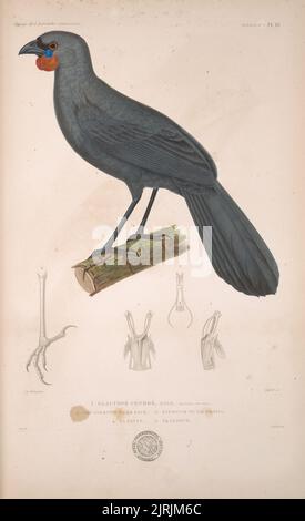 Glaucope cendre mâle (Novelle-Zelande). Oiseaux planche 15. Du livre: Voyage de la corvette l'Astrolabe exécuter pendentif les anees 1826-1827-1828-1829. Zoologique Atlas, Tome II, 1833, France, par Jean-Gabriel prêtre. Don de Charles Rooking carter. Banque D'Images