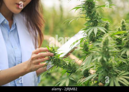 Examen des feuilles de cannabis par des scientifiques ou des chercheurs pour documenter les résultats. Herbes médicinales. Encourager la légalisation et le cannabis médical dans le Banque D'Images