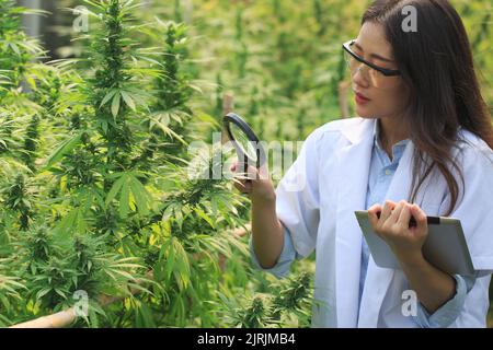Chercheur de cannabis Une scientifique féminine dans un domaine de chanvre examine les plantes et les fleurs. Et sauvegarde concept de données de l'utilisation des extraits pour faire des médicaments. Alterna Banque D'Images