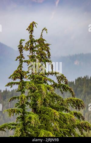 Pruche de montagne, Tsuga mertensiana, trouvée sur les crêtes subalpines d'Evergreen Mountain, Cascade Range, Mt. Forêt nationale de Baker-Snoqualmie, Washington Banque D'Images