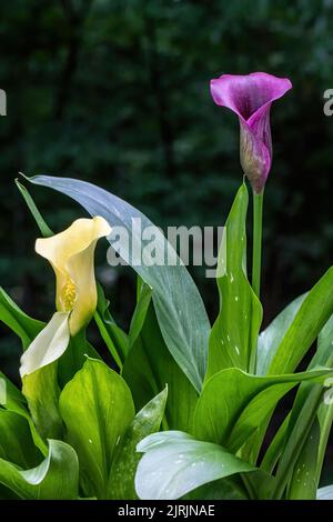 Gros plan de nénuphars en pot violets et jaunes dans un jardin d'été à St. Croix Falls, Wisconsin, États-Unis. Banque D'Images