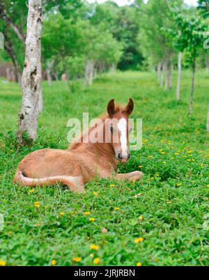 Petit foal reposant sur l'herbe verte au Vietnam Banque D'Images