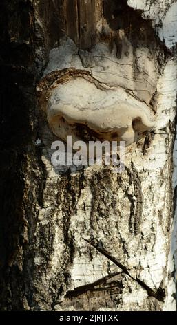 Jeune champignon chaga sur le tronc d'un grand bouleau gros plan. Faune. Banque D'Images