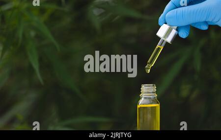 Gouttes d'huile de chanvre, d'huile de cannabis de CBD dans la pipette, concept de marijuana médicale. Banque D'Images