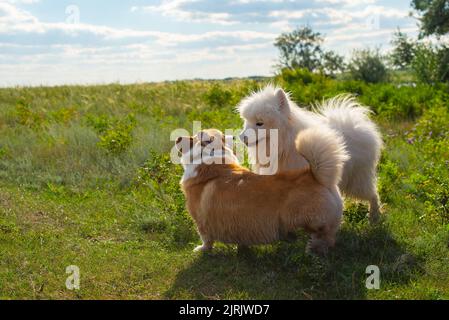 deux chiens de race jouent à l'extérieur sur l'herbe Banque D'Images