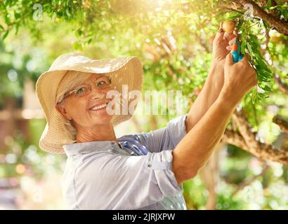 Je connais le secret de la culture de grands grenades. Une femme heureuse senior cueillant des grenades d'un arbre dans son arrière-cour. Banque D'Images