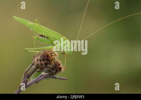 Un rare Bush-cricket à faucille, Phaneroptera falcata, dans une usine de Kent, au Royaume-Uni. Banque D'Images