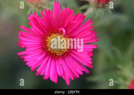 Fleurs d'aster de Nouvelle-Angleterre rose vif (Symphyotrichum novae-angliae) Banque D'Images