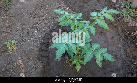 Une plante de tomate luxuriante dans le jardin récemment arrosée de près. Banque D'Images