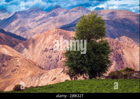 Paysage dans les montagnes. Pittoresque village de montagne flanqué de champs, arbres hauts sommets de l'Himalaya dans la vallée de Spiti à Nako, Himachal Pradesh. Banque D'Images