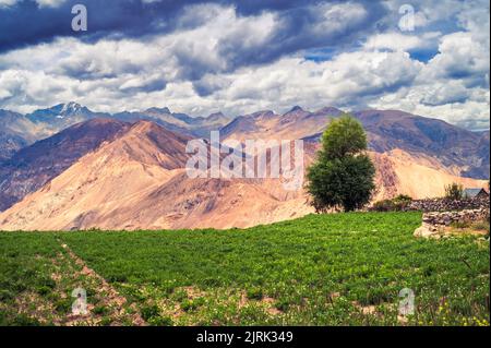 Paysage dans les montagnes. Pittoresque village de montagne flanqué de champs, arbres hauts sommets de l'Himalaya dans la vallée de Spiti à Nako, Himachal Pradesh. Banque D'Images