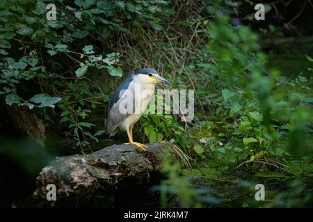 Un héron noir couronné de nuit reposant sur un arbre, tôt le matin en été, Vienne (Autriche) Banque D'Images