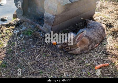 Ferme lapin se détendre à l'ombre pendant la journée chaude. Banque D'Images