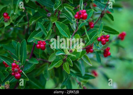 lonicera pyrenaica, lonicera periclymenum, barberge (Arctostaphylos uva-ursi) éclairée par le soleil couchant. Fantastique uva-ursi fruits rétro-éclairés par le evenin Banque D'Images