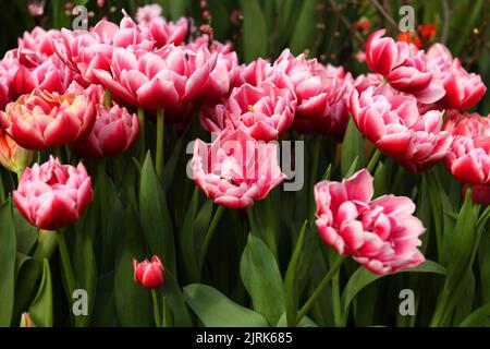 Délicieux tulipes pivoines columbus, rose rougeâtre brillant et a le bord blanc décoratif Banque D'Images