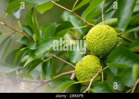 Maclura pomifera fruit ou Adam pomme poussant sur l'arbre. Famille de mûres (Moraceae) employé dans la médecine alternative articulations sciatique.osage orange, cheval appl Banque D'Images