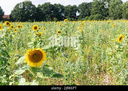 Champ de tournesol en fleur Banque D'Images