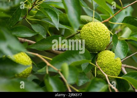 Maclura pomifera fruit ou Adam pomme poussant sur l'arbre. Famille de mûres (Moraceae) employé dans la médecine alternative articulations sciatique.osage orange, cheval appl Banque D'Images