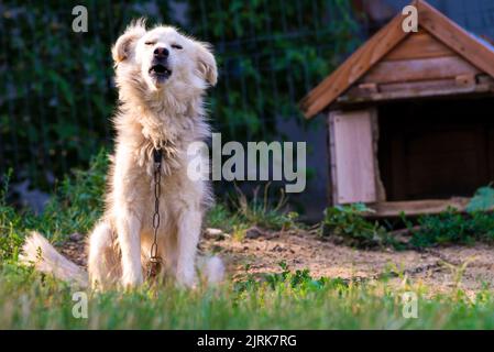 Maremmano Abruzzese Maremme Portrait de berger dans la nature près de la cage Banque D'Images