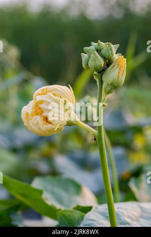 Luffa aegyptiaca jaune ou fleur de gourde éponge gros plan à l'intérieur de la ferme Banque D'Images