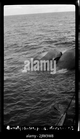 Pêche à la baleine dans la mer de Ross, 1924, Océan Austral, par le capitaine George Samuel Hooper. Banque D'Images