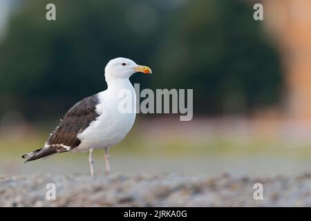 Un grand gull à dos noir (Larus marinus) pour adultes perchée et en quête de nourriture sur la plage. Banque D'Images