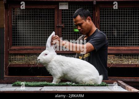 Lembang, Java Ouest, Indonésie. 25th août 2022. Les éleveurs présentent le type de lapin géant continental ou géant allemand à la ferme de rabbitry d'Arya Aditya à Lembang. Les lapins allemands géants de la ferme d'Arya Aditya Rabbitry sont vendus pour $270 à $1300 par lapin et ont été exportés vers un certain nombre de grandes villes en Indonésie et à l'étranger telles que la Malaisie, Brunei Darussalam, Singapour, Thaïlande, Vietnam, Philippines, Japon et en Europe, Pologne, France, Belgique et Allemagne. (Image de crédit : © Algi Febri Sugita/ZUMA Press Wire) Banque D'Images