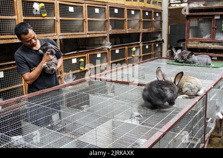 Lembang, Java Ouest, Indonésie. 25th août 2022. Les éleveurs présentent le type de lapin géant continental ou géant allemand à la ferme de rabbitry d'Arya Aditya à Lembang. Les lapins allemands géants de la ferme d'Arya Aditya Rabbitry sont vendus pour $270 à $1300 par lapin et ont été exportés vers un certain nombre de grandes villes en Indonésie et à l'étranger telles que la Malaisie, Brunei Darussalam, Singapour, Thaïlande, Vietnam, Philippines, Japon et en Europe, Pologne, France, Belgique et Allemagne. (Image de crédit : © Algi Febri Sugita/ZUMA Press Wire) Banque D'Images