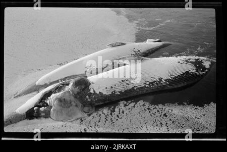 Pêche à la baleine dans la mer de Ross, 1924, océan Austral, par le capitaine George Samuel Hooper. Banque D'Images