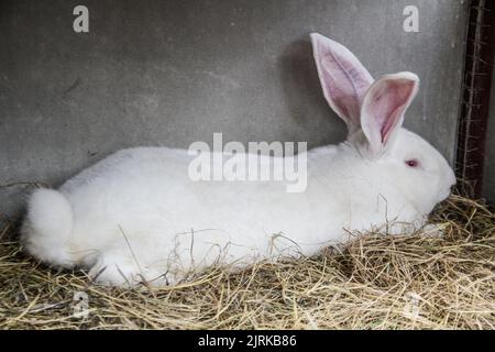 Lembang, Java Ouest, Indonésie. 25th août 2022. Le type de lapin géant continental ou géant allemand est vu dans une cage à la ferme de rabbitry d'Arya Aditya à Lembang. Les lapins allemands géants de la ferme d'Arya Aditya Rabbitry sont vendus pour $270 à $1300 par lapin et ont été exportés vers un certain nombre de grandes villes en Indonésie et à l'étranger telles que la Malaisie, Brunei Darussalam, Singapour, Thaïlande, Vietnam, Philippines, Japon et en Europe, Pologne, France, Belgique et Allemagne. (Image de crédit : © Algi Febri Sugita/ZUMA Press Wire) Banque D'Images