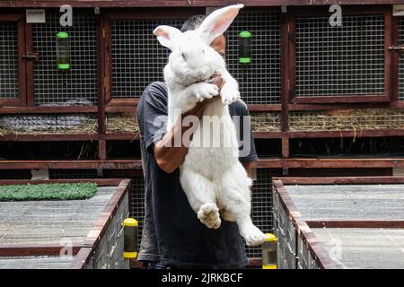 Lembang, Java Ouest, Indonésie. 25th août 2022. Les éleveurs présentent le type de lapin géant continental ou géant allemand à la ferme de rabbitry d'Arya Aditya à Lembang. Les lapins allemands géants de la ferme d'Arya Aditya Rabbitry sont vendus pour $270 à $1300 par lapin et ont été exportés vers un certain nombre de grandes villes en Indonésie et à l'étranger telles que la Malaisie, Brunei Darussalam, Singapour, Thaïlande, Vietnam, Philippines, Japon et en Europe, Pologne, France, Belgique et Allemagne. (Image de crédit : © Algi Febri Sugita/ZUMA Press Wire) Banque D'Images