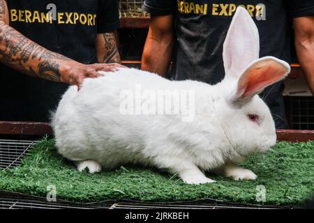 Lembang, Java Ouest, Indonésie. 25th août 2022. Les éleveurs présentent le type de lapin géant continental ou géant allemand à la ferme de rabbitry d'Arya Aditya à Lembang. Les lapins allemands géants de la ferme d'Arya Aditya Rabbitry sont vendus pour $270 à $1300 par lapin et ont été exportés vers un certain nombre de grandes villes en Indonésie et à l'étranger telles que la Malaisie, Brunei Darussalam, Singapour, Thaïlande, Vietnam, Philippines, Japon et en Europe, Pologne, France, Belgique et Allemagne. (Image de crédit : © Algi Febri Sugita/ZUMA Press Wire) Banque D'Images