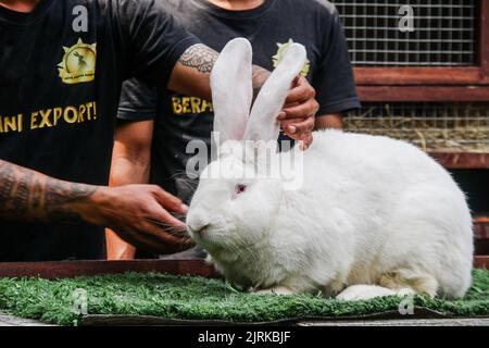 Lembang, Java Ouest, Indonésie. 25th août 2022. Les éleveurs présentent le type de lapin géant continental ou géant allemand à la ferme de rabbitry d'Arya Aditya à Lembang. Les lapins allemands géants de la ferme d'Arya Aditya Rabbitry sont vendus pour $270 à $1300 par lapin et ont été exportés vers un certain nombre de grandes villes en Indonésie et à l'étranger telles que la Malaisie, Brunei Darussalam, Singapour, Thaïlande, Vietnam, Philippines, Japon et en Europe, Pologne, France, Belgique et Allemagne. (Image de crédit : © Algi Febri Sugita/ZUMA Press Wire) Banque D'Images